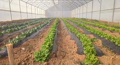 Giresun'da seracılık projesi ilk meyvelerini verdi