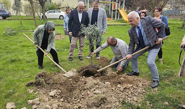 Gölcük'te zeytin ağaçları toprakla buluştu