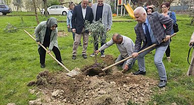 Gölcük'te zeytin ağaçları toprakla buluştu