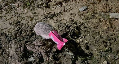 Görmeden, beslenemeden ambalajla gezen kirpi kurtarıldı