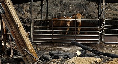 Güney Kore'de 8 gündür süren orman yangınları kontrol altına alındı