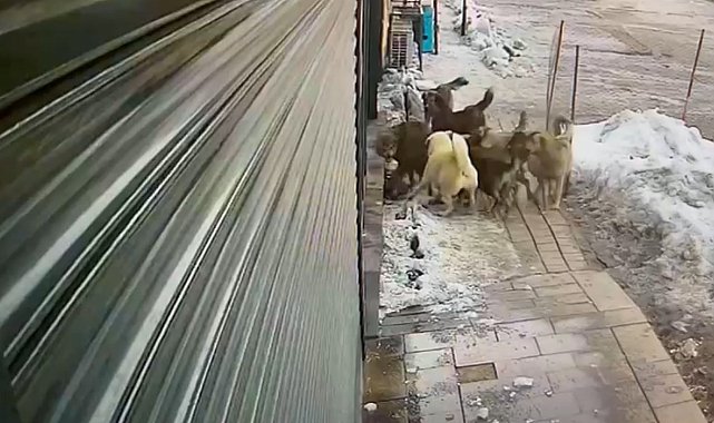 Hakkari'de köpeklerin kurda saldırdığı anlar kamerada