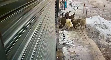 Hakkari'de köpeklerin kurda saldırdığı anlar kamerada