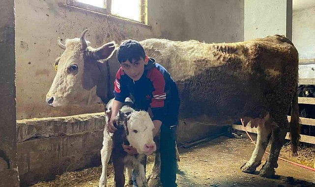 Hasta buzağısı 'Korkmasın" diye kamyonetin kasasında sarılarak yalnız bırakmadı