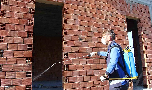Hava sıcaklıkların artması ile Kahverengi kokarcalar yeniden kendini göstermeye başladı