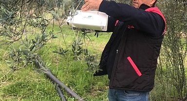 Havran'da zeytin güvesi alarmı