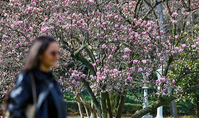 Ihlamur Kasırları'nda baharın müjdecisi manolya ağaçları çiçek açtı