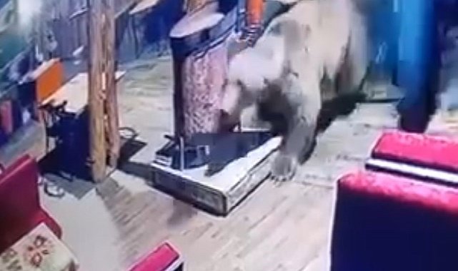 İşletmeyi ayı bastı...O anlar kamerada