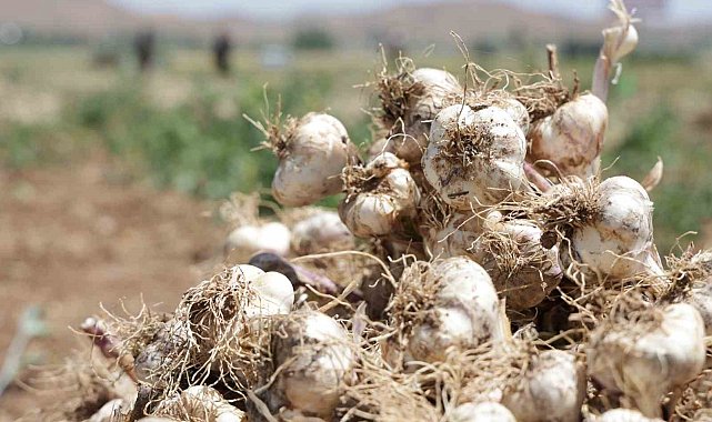 İspanya'dan Aksaray'a sarımsak yatırımı
