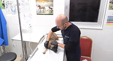 Isparta Belediyesi Hayvan Bakım Merkezi 2 bin 500 köpek ve 350 kediye ev sahipliği yapıyor