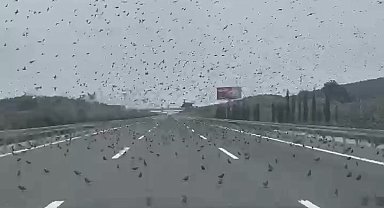 İstanbul - İzmir otobanında sürücüleri şaşırtan görüntü