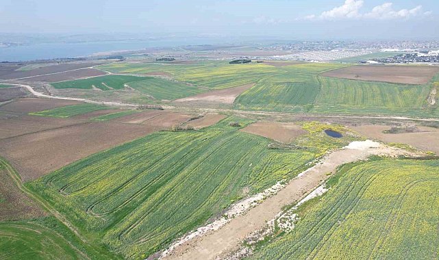 İstanbul'da çiçek açan kanola bitkilerinin görsel şöleni