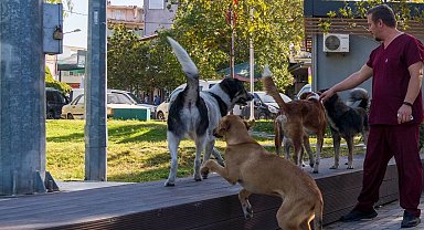 İzmir'in 11 ilçesinde sahipsiz hayvan sayımı tamamlandı