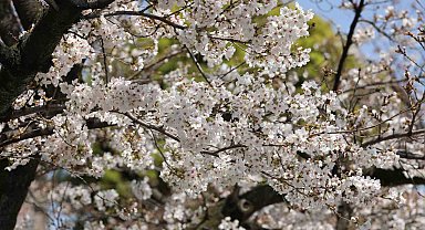 Japonya'nın simgesi Sakuralar Tokyo'da görsel şölen yaşattı