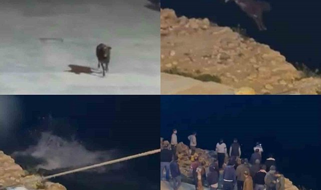 Kaçan angus denize balıklama atladı... O anlar kamerada