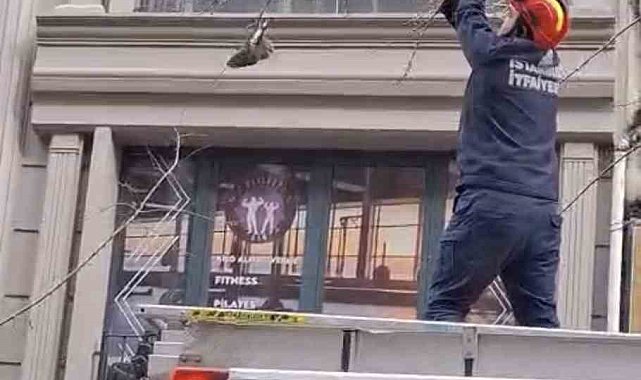 Kağıthane'de ağaçta mahsur kalan kuşu itfaiye kurtardı