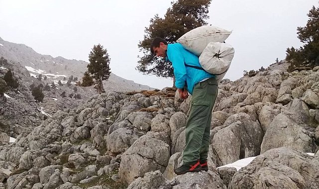 Kahramanmaraş'ta çiriş otu sezonu başladı