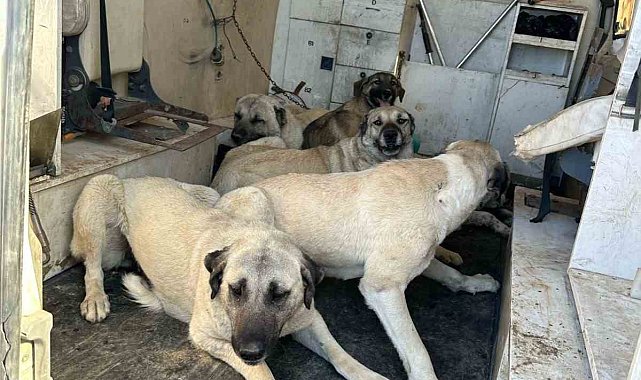 Kahta'da başıboş sokak köpekleri toplanıyor