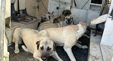Kahta'da başıboş sokak köpekleri toplanıyor