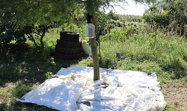 Kahverengi kokarcada cezbet-öldür yöntemi ile mücadele: "Kışlaklardan çıkışta kahverengi kokarcanın yönünü siz belirleyin"
