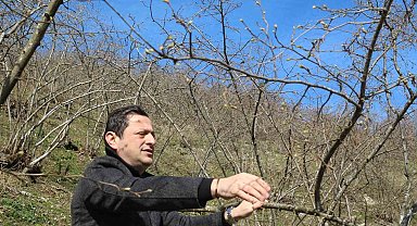 Kar yağışı fındık üreticisini sevindirdi