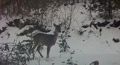 Karacadan fotokapana güzel pozlar