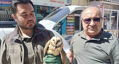 Kargaların saldırdığı yaralı peçeli baykuş koruma altında
