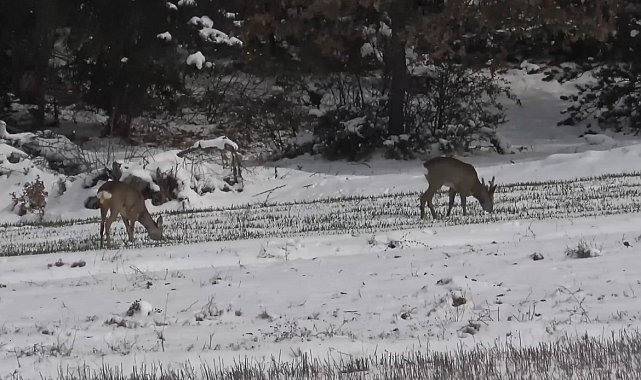 Kastamonu'da aç kalan karacalar, köylere inerek ekili arazilerde otladı