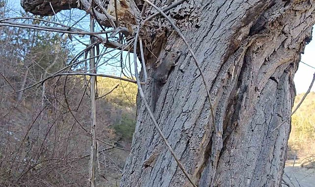 Kastamonu'da bulunan yediuyurlar ormana salındı