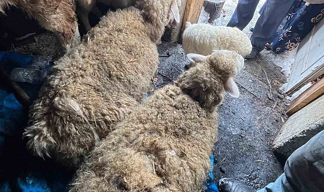 Kastamonu'da kar nedeniyle ahır çöktü, hayvanlar altında kaldı