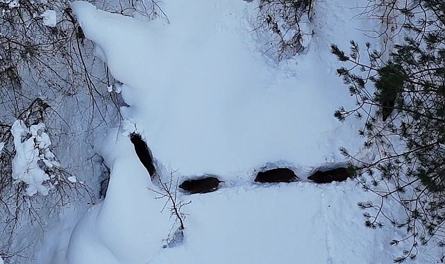 Kastamonu'da karla kaplı ormandaki domuz sürüsü havadan görüntülendi