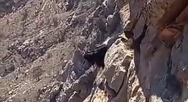 Kayalıkta mahsur kalan keçiler 3 gündür kurtarılmayı bekliyor