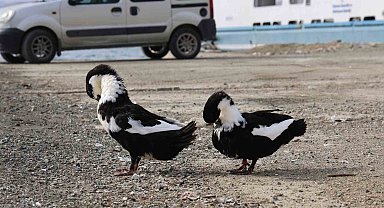Keban Baraj Gölü zengin fauna çeşitliliği ile dikkat çekiyor