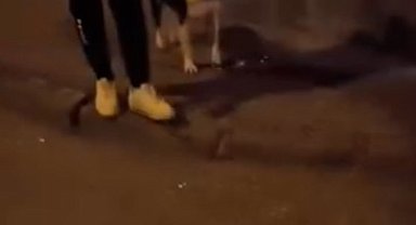 Kediye tekme atan 24 yaşındaki vicdansız tutuklanarak cezaevine gönderildi