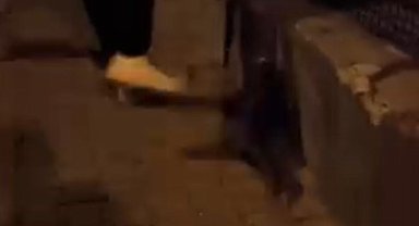 Kediye tekme atan vicdansız gözaltına alındı