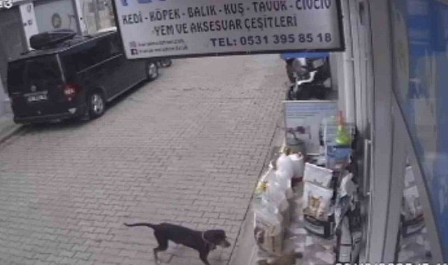Kediyi kıskanan köpek, mamayı alıp kaçtı