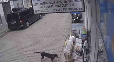Kediyi kıskanan köpek, mamayı alıp kaçtı