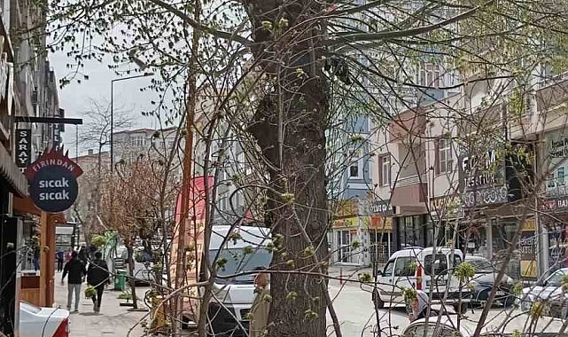 Keşan'da şiddetli rüzgar nedeniyle ağaç kırıldı