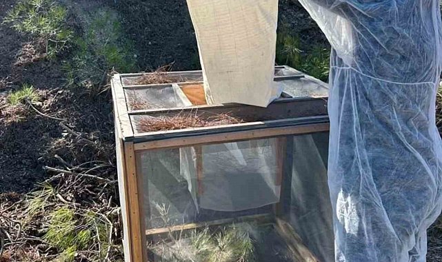 Kızılçam ağaçlarında çam kese böceği ile mücadele