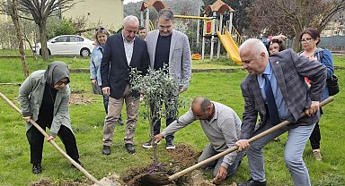 Kocaeli'de zeytin ağaçları toprakla buluştu