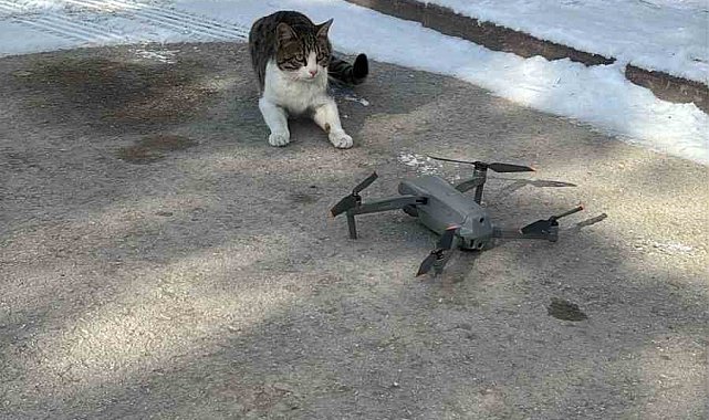 Konya'da dron ile karşılaşan kedi gülümsetti