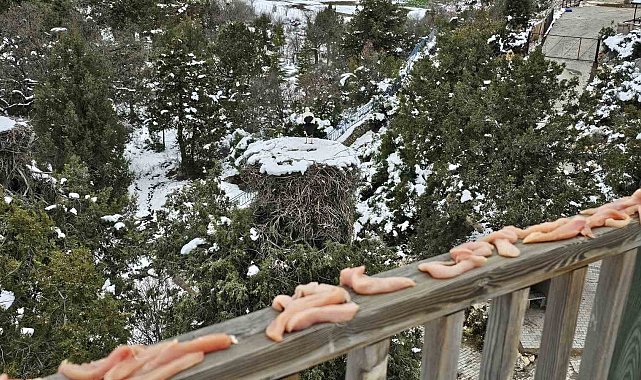 Konya'da leyleklerin yuvalarına besin takviyesi