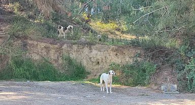 Köpekler başıboş gezmeye devam ediyor