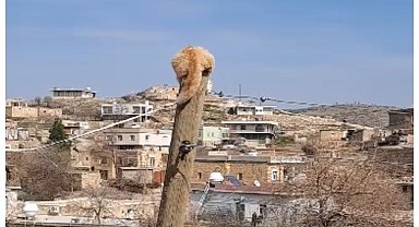 Köpekten kaçıp direğe tırmanan kediyi itfaiye kurtardı