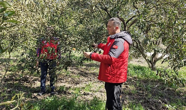 Köyceğiz, Ortaca ve Dalaman'da zirai don zararı tespit çalışmaları devam ediyor