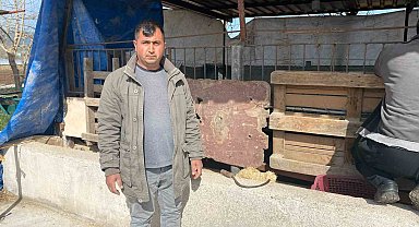 Koyunları telef eden sokak köpekleri ahırda uyuyakaldı