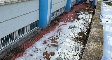 Kurnaz tilki kurtarma ekiplerini yıldırdı