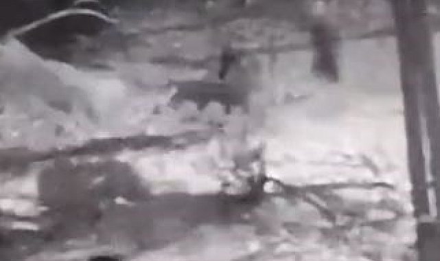 Kurtlara tek başına karşı koydu
