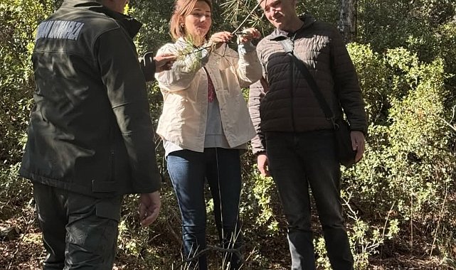 Kuruyan karaçam ağaçlarında inceleme yapıldı