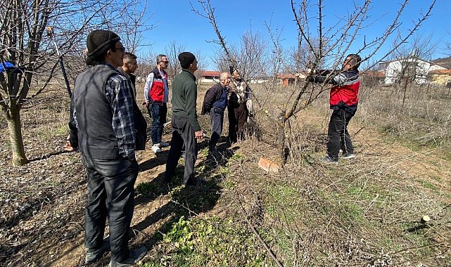 Kütahya Tavşanlı'da çiftçilere meyve ağacı budama eğitimi verildi